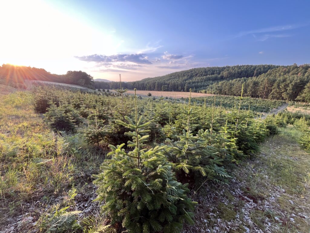 Plantáž čerstvých vánočních stromků z Jestřebí