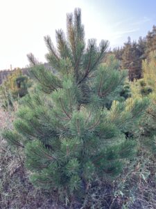 Čerstvá borovice černá přímo na plantáži vánočních stromků