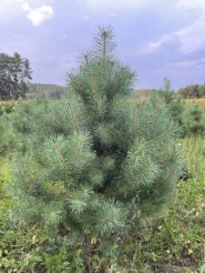 Čerstvá borovice lesní přímo na plantáži vánočních stromků