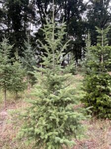 Čerstvá jedle balzámová přímo na plantáži vánočních stromků