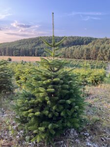 Čerstvá jedle kavkazská přímo na plantáži vánočních stromků