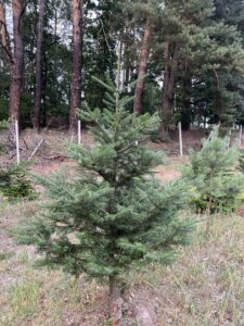 Čerstvá jedle obrovská přímo na plantáži vánočních stromků