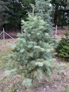 Čerstvá jedle ojíněná přímo na plantáži vánočních stromků