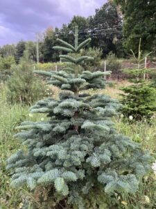 Čerstvá jedle vznešená přímo na plantáži vánočních stromků