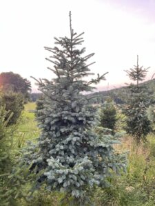 Čerstvý smrk engelmannův přímo na plantáži vánočních stromků