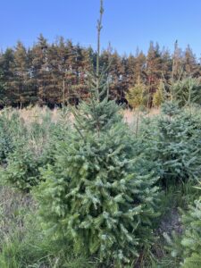 Čerstvý smrk omorika přímo na plantáži vánočních stromků