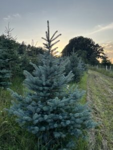 Čerstvý smrk pichlavý přímo na plantáži vánočních stromků