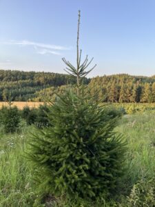 Čerstvý smrk ztepilý přímo na plantáži vánočních stromků